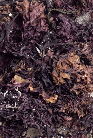 Musgo de mar ECO 30 g