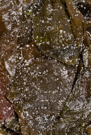 alga kombu en sal