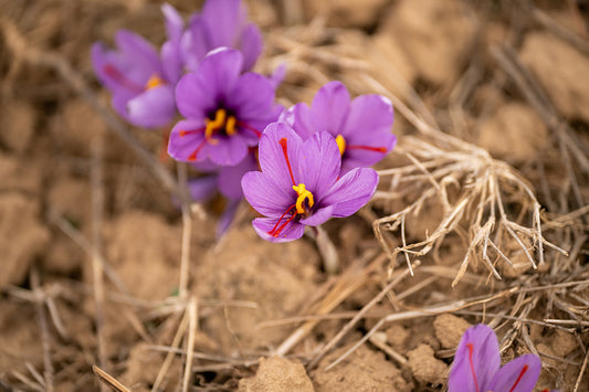 Flor de azafran