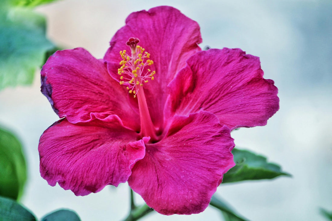 flor de hibisco, hibiscus