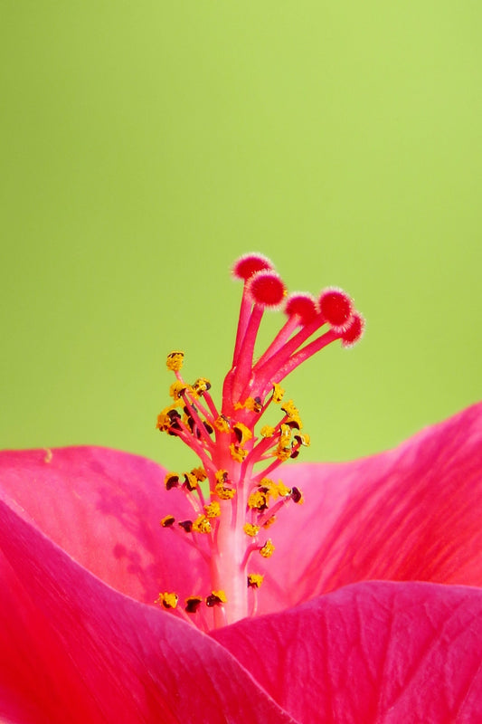 Flor de hibisco primer plano