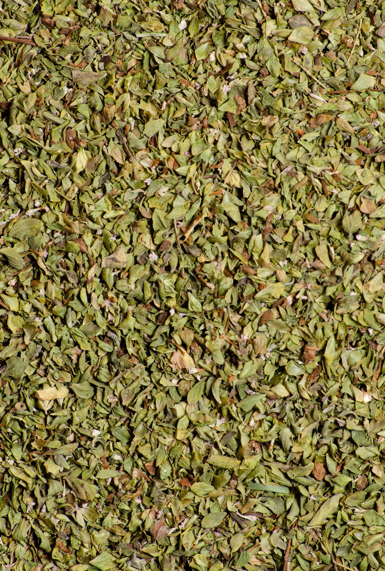 1454_oregano hoja