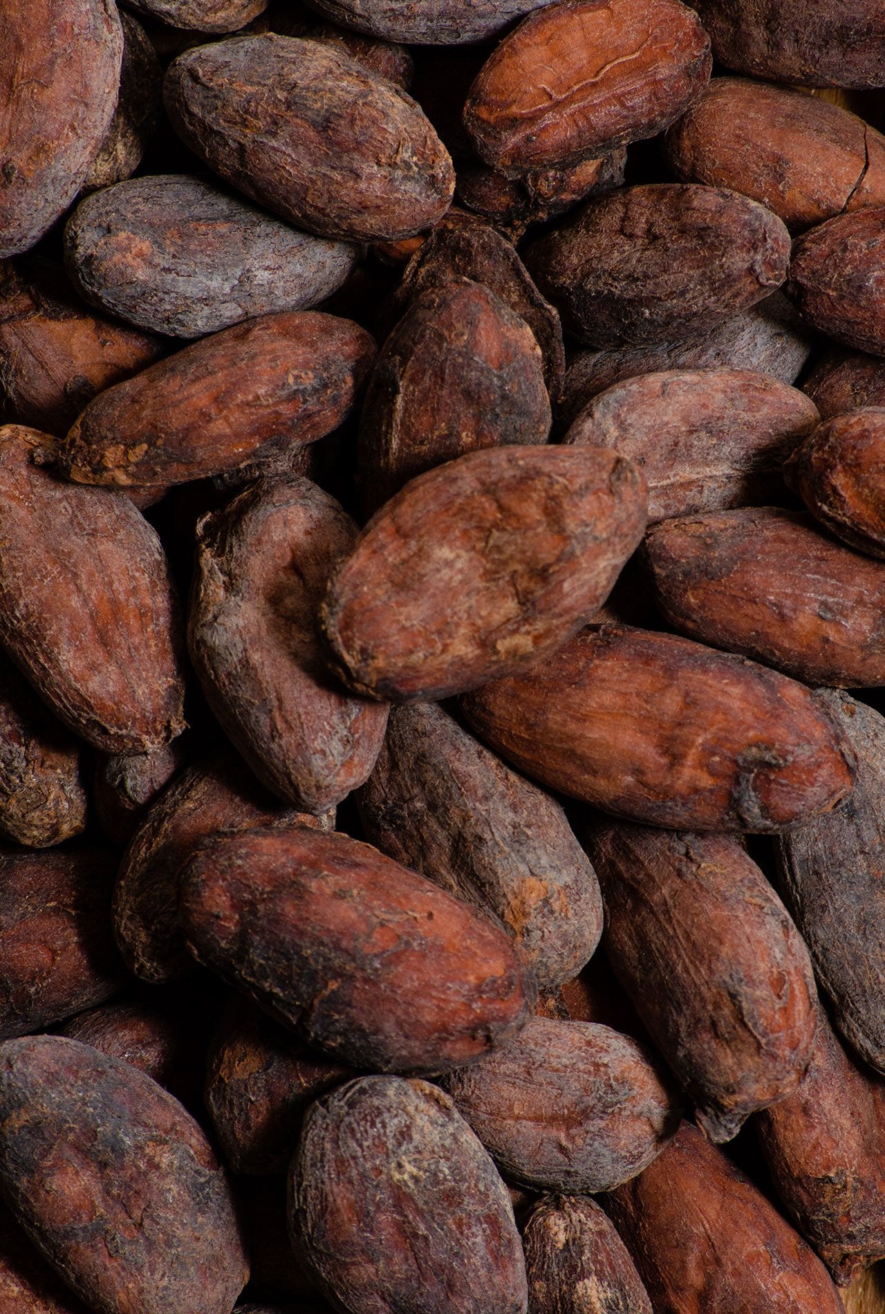 cacao granos