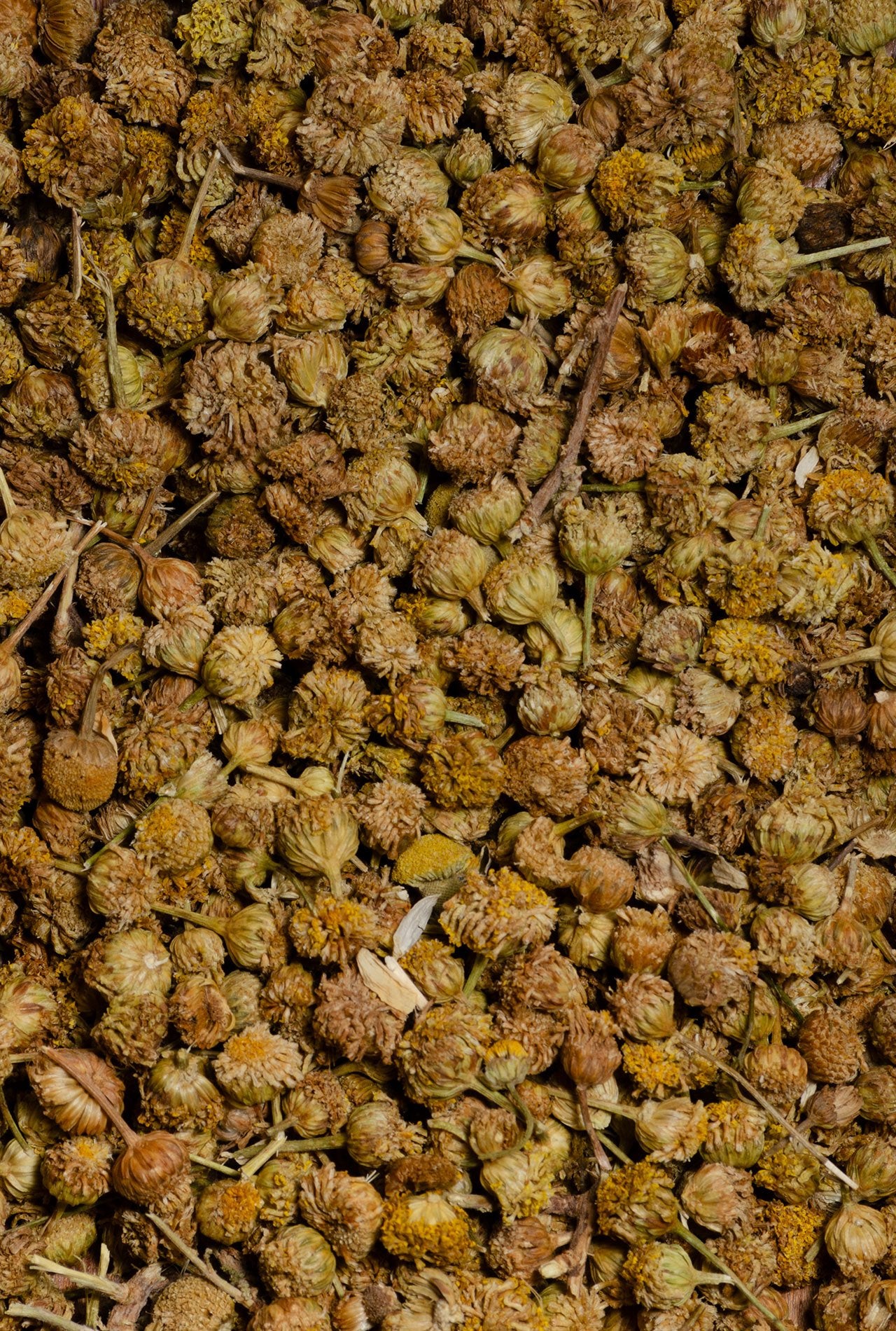 manzanilla botón de mahon