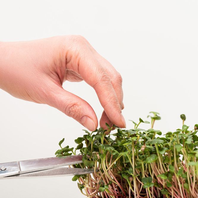 Large Rabanito cultivation tray