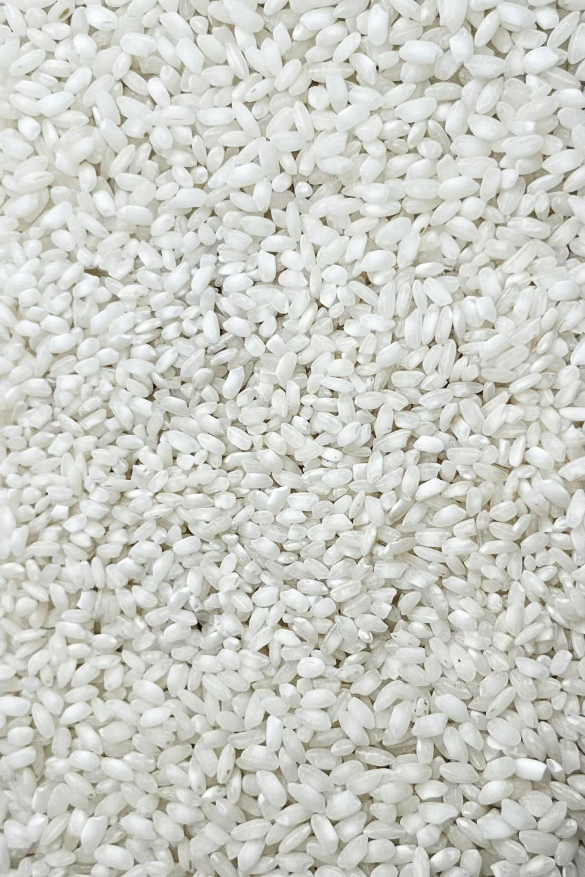 Arroz marisma Delta de l'Ebre