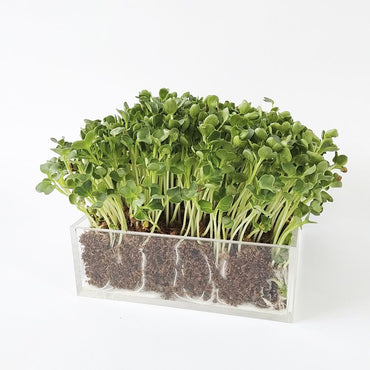 Small growing tray Mustard