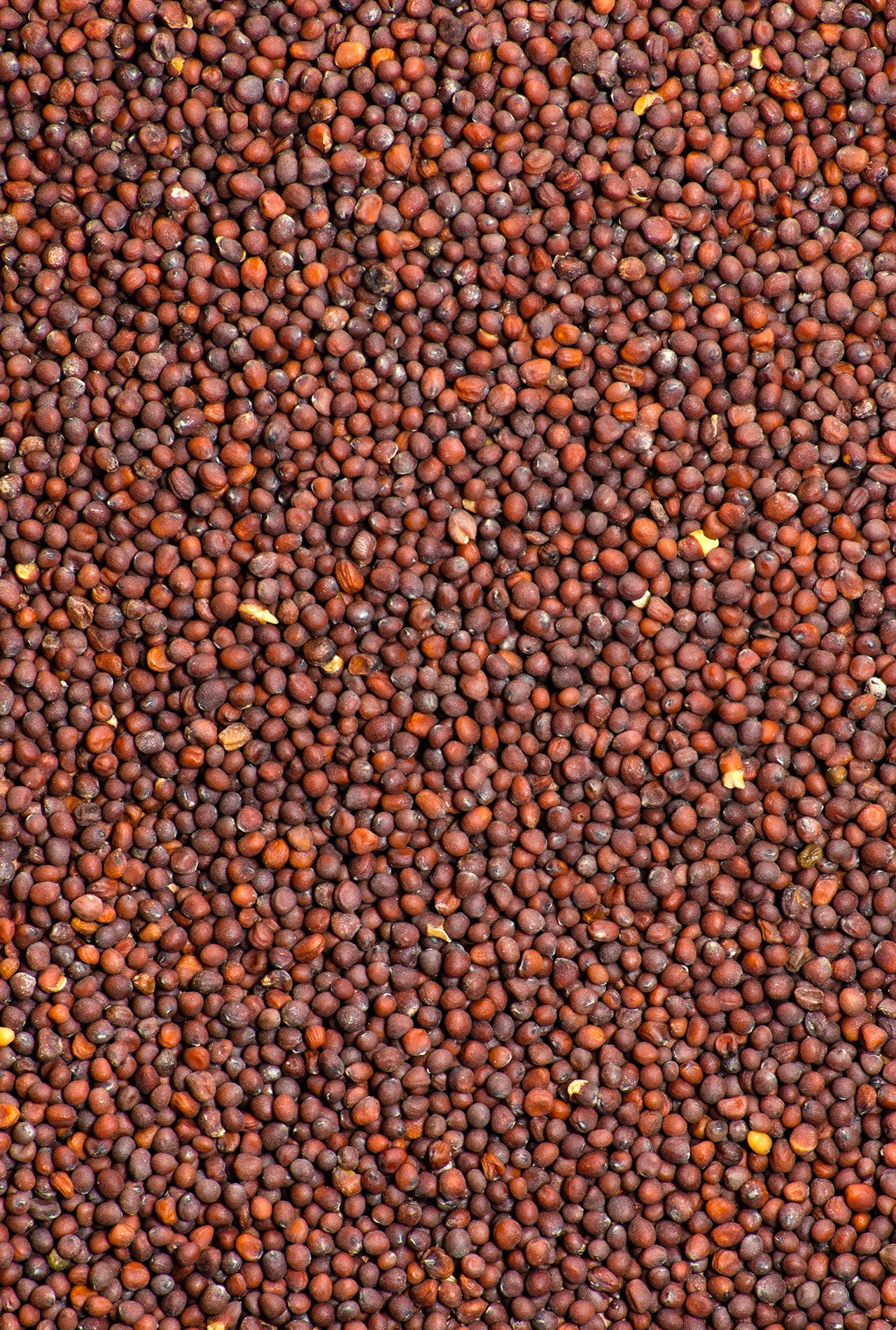 mostza roja grano