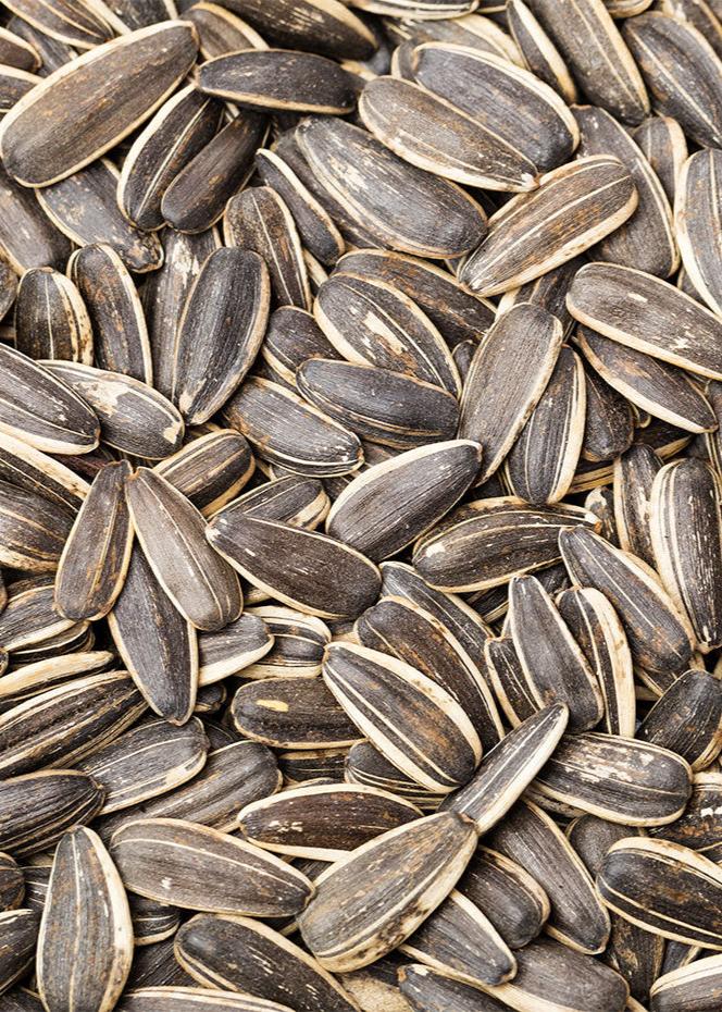 Sunflower seed with shell 250g